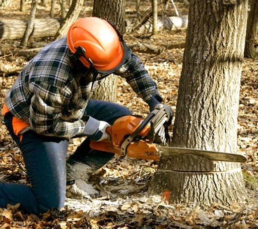 Tree Removal in Tioga, WV